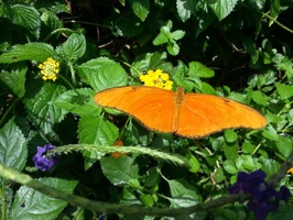 One of the resident butterflies