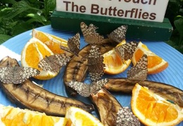 Feeding time at the butterfly gardens near Niagara Falls