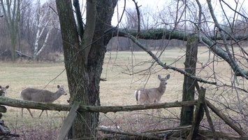 A few deer trek across the neighbour's yard