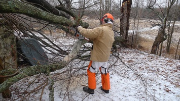 Anagarika John takes care of a fallen tree