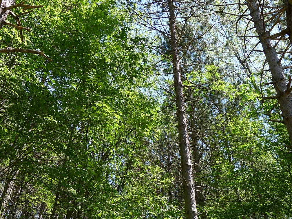 Forest in new property