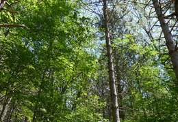 Forest in new property