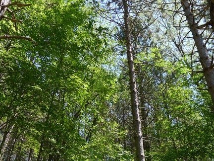 Forest in new property