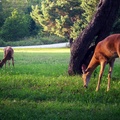 Deer at Tisarana