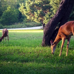 Deer at Tisarana